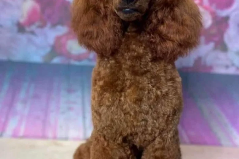 Cockapoo