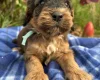 Cockapoo