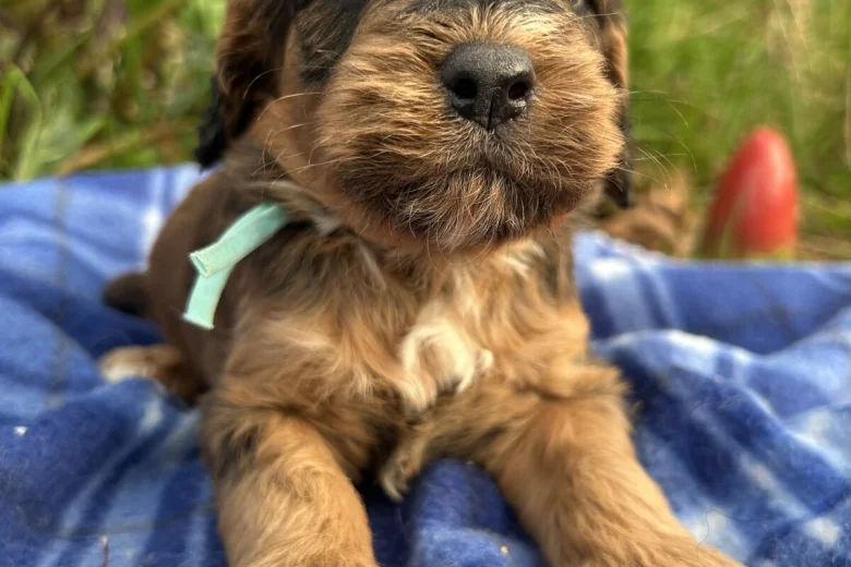 Cockapoo