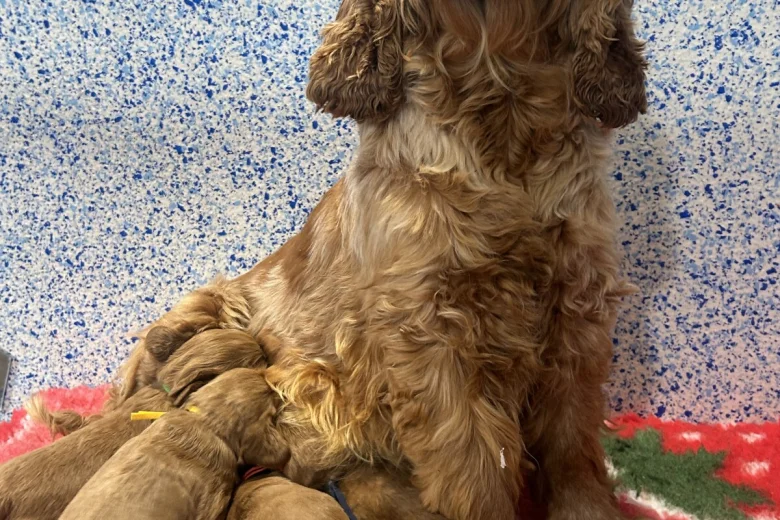 Cockapoo