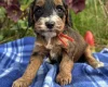 Cockapoo