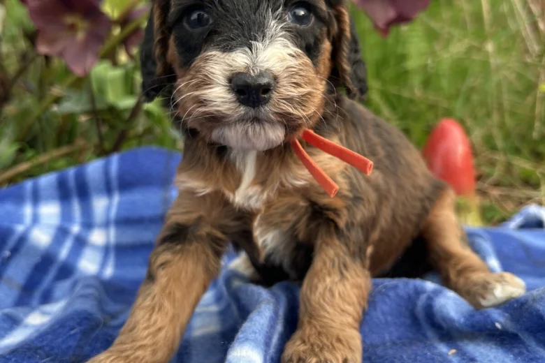 Cockapoo