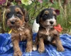 Cockapoo