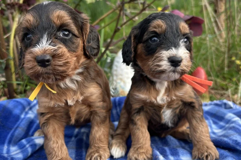 Cockapoo
