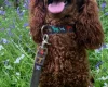 Cockapoo