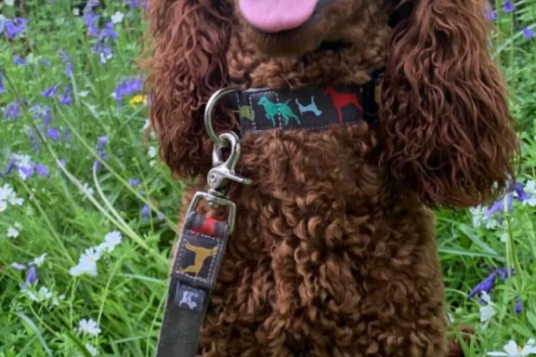 Cockapoo