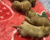 Cockapoo