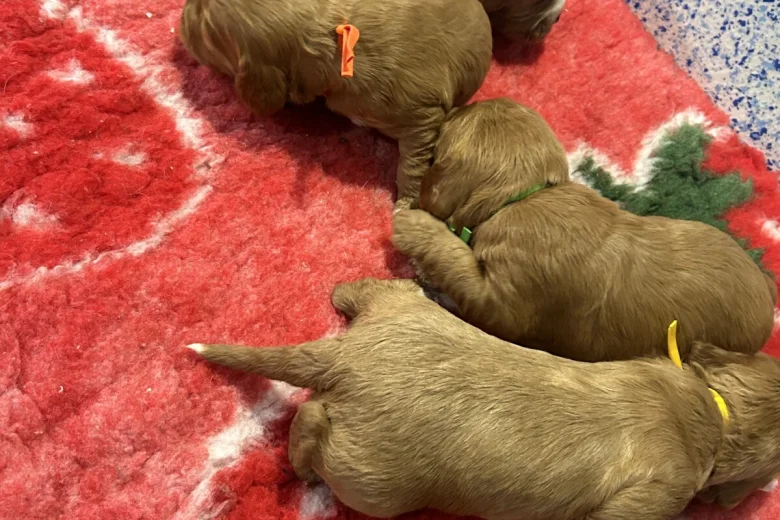 Cockapoo