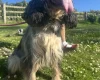 Cockapoo
