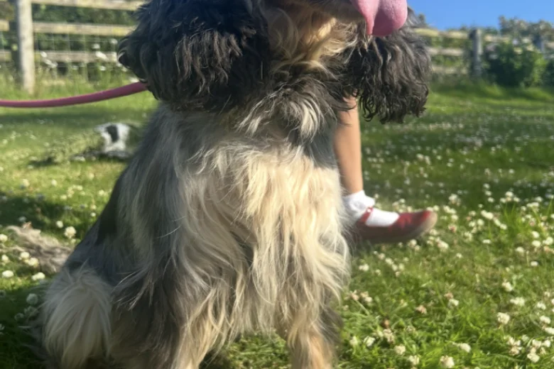 Cockapoo