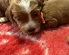 Cockapoo