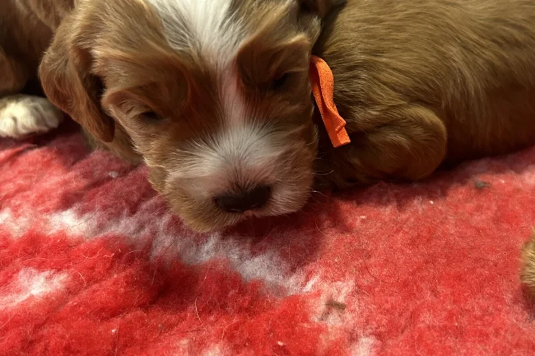 Cockapoo