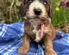 Cockapoo