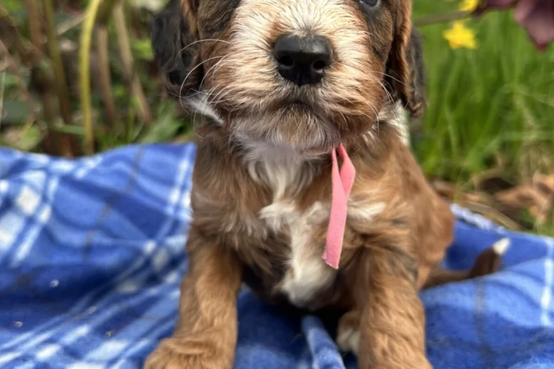 Cockapoo