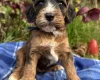 Cockapoo