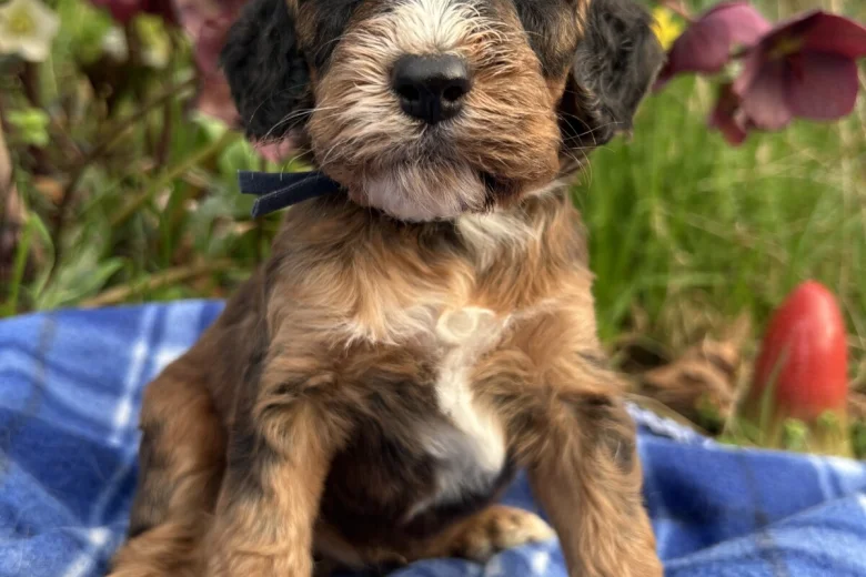 Cockapoo