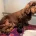 Cockapoo