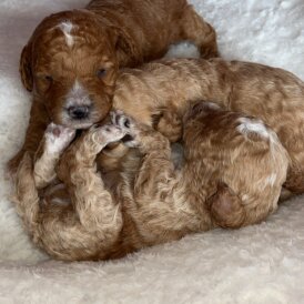 Cavapoo