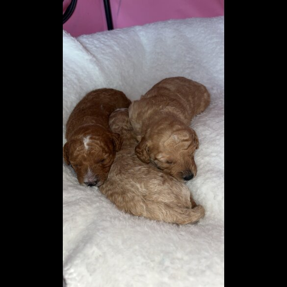 Cavapoo