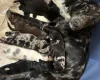 Sprocker Spaniel