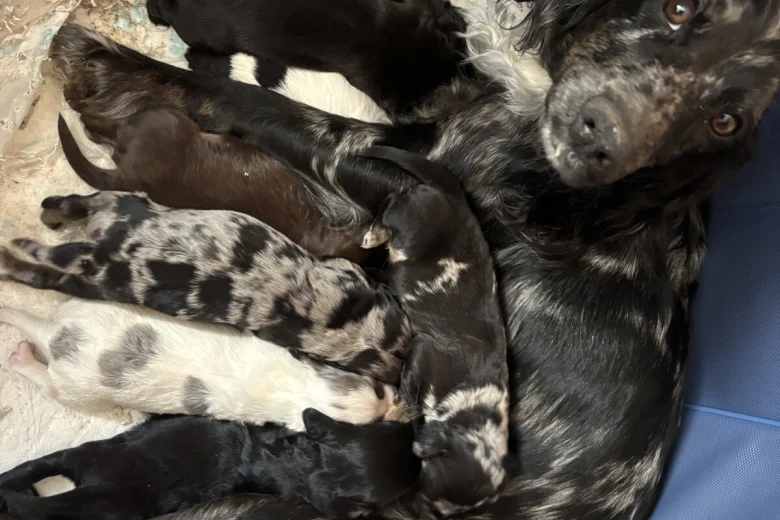 Sprocker Spaniel
