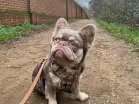 French Bulldog