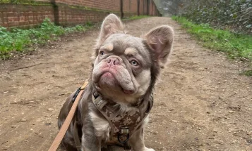 French Bulldog