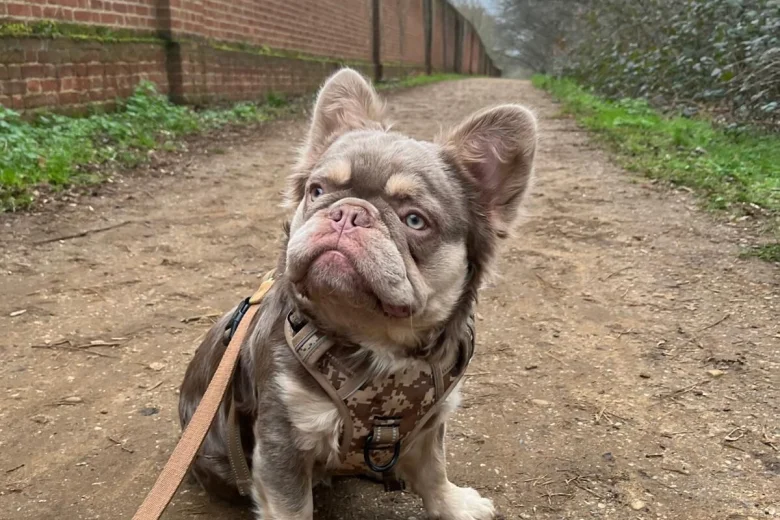 French Bulldog