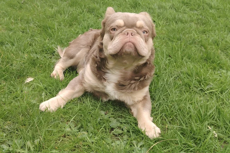 French Bulldog
