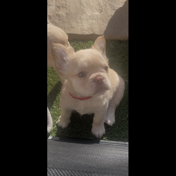 French Bulldog