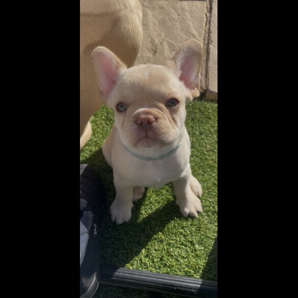 French Bulldog