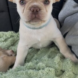 French Bulldog