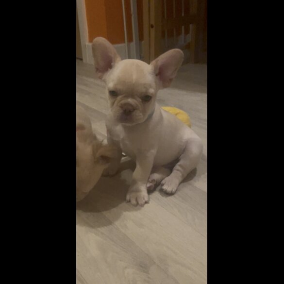 French Bulldog