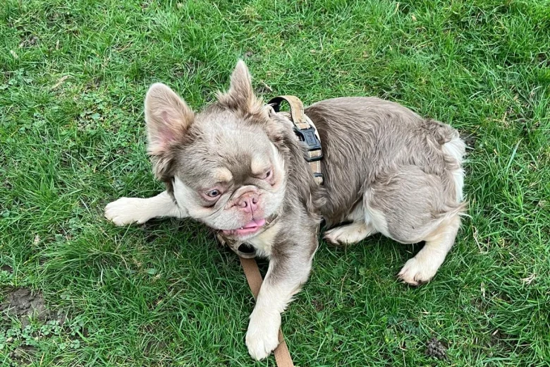 French Bulldog