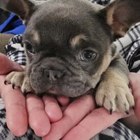 French Bulldog
