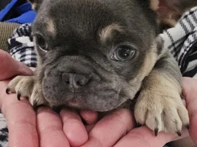 French Bulldog