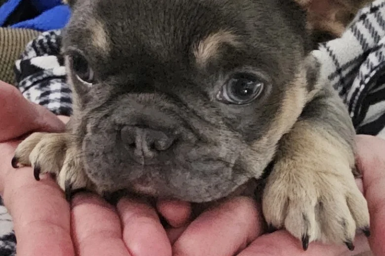 French Bulldog