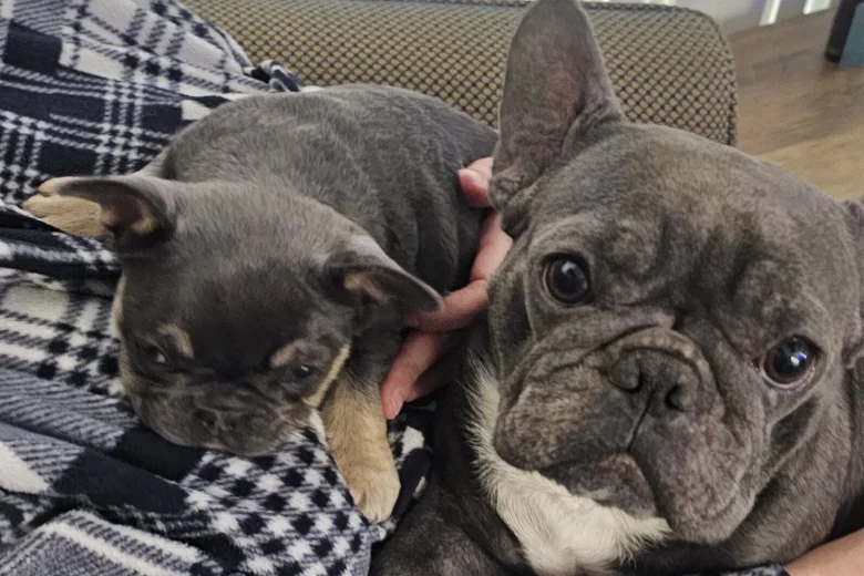 French Bulldog