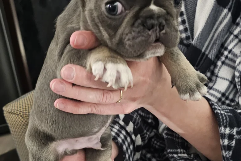 French Bulldog