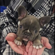 French Bulldog