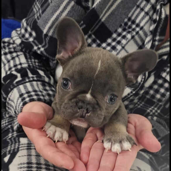 French Bulldog