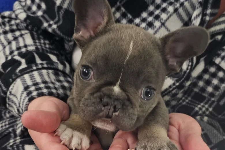 French Bulldog