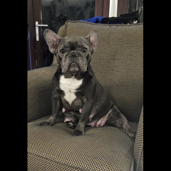 French Bulldog