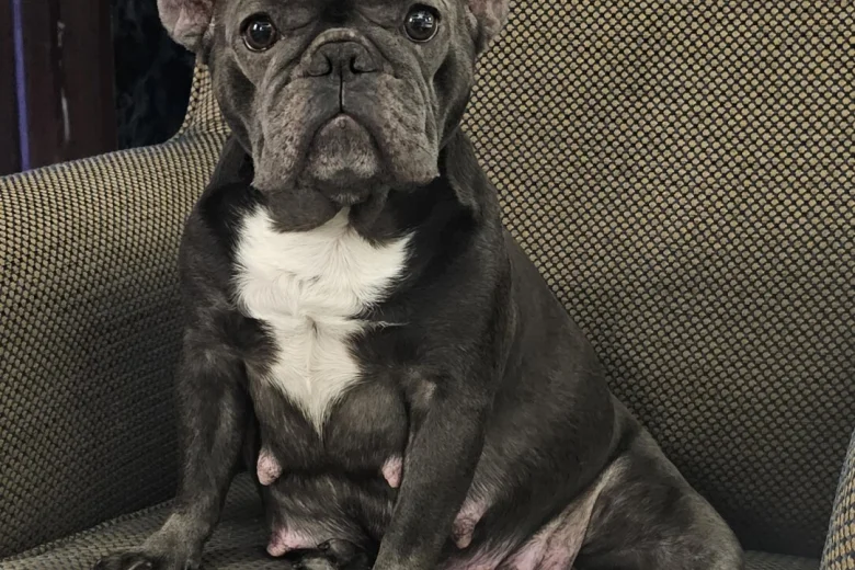 French Bulldog