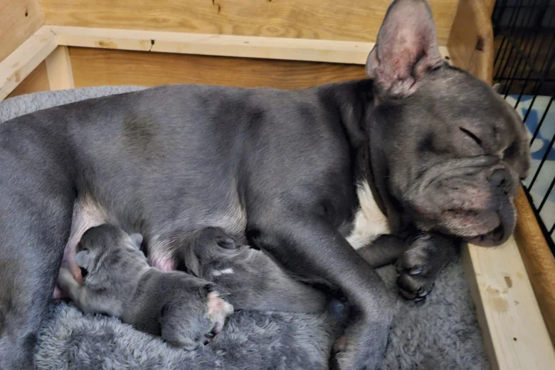 French Bulldog