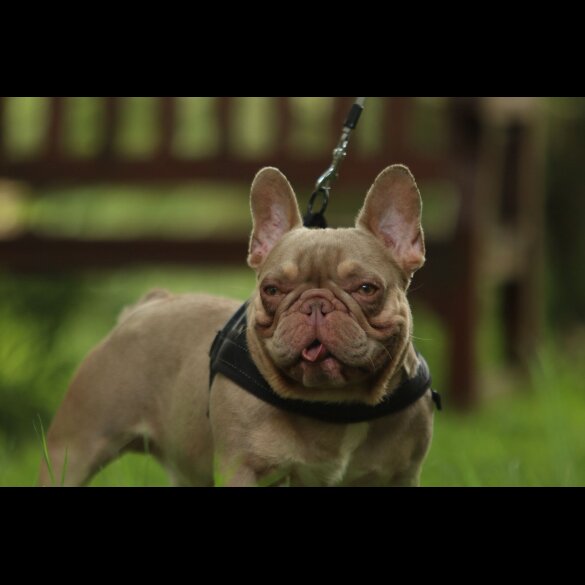 French Bulldog
