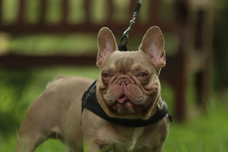 French Bulldog