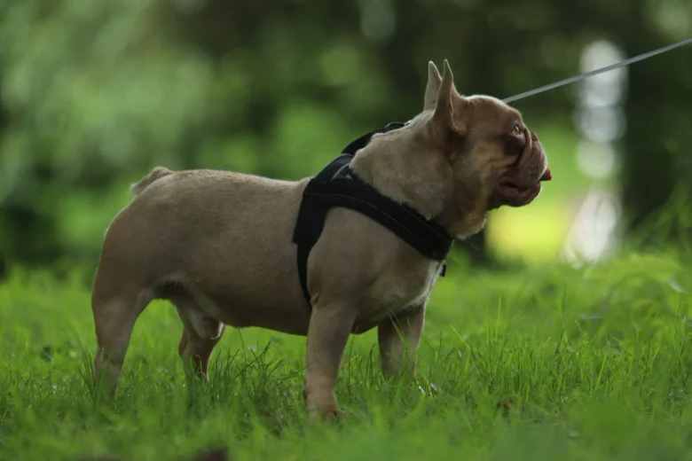 French Bulldog