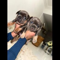 French Bulldog
