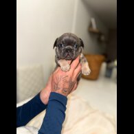 French Bulldog